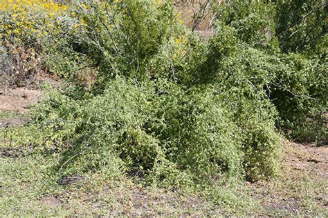 desert star vine